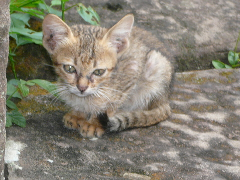 世界の猫　写真館　カンボジア_e0237625_21533452.jpg