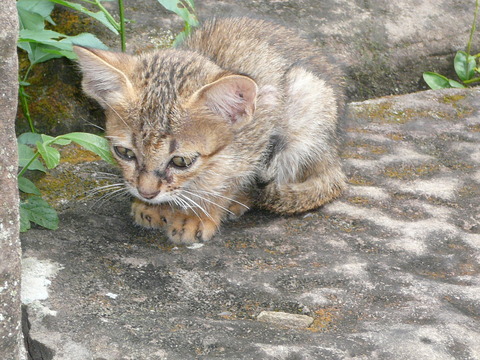 世界の猫　写真館　カンボジア_e0237625_2154389.jpg
