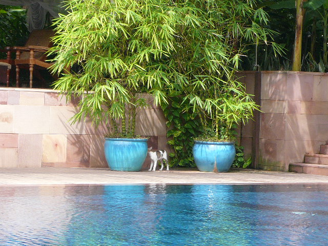 世界の猫　写真館　カンボジア_e0237625_21582121.jpg
