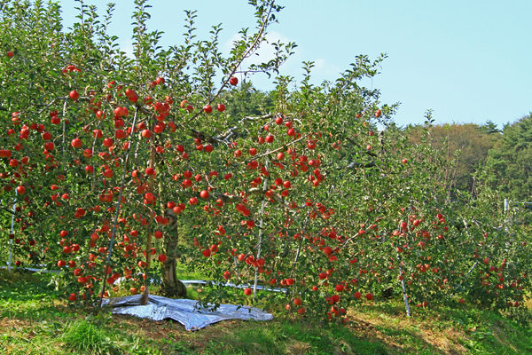 c0104227_1642023.jpg
