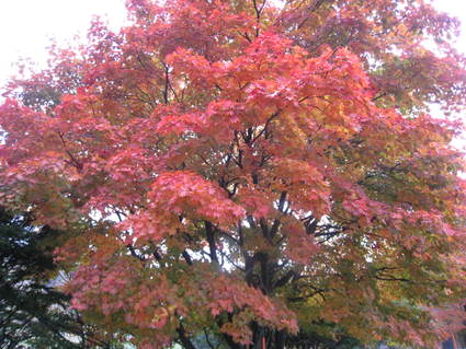 a0057828_20251681.jpg