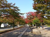 系譜_c0097137_1537281.jpg