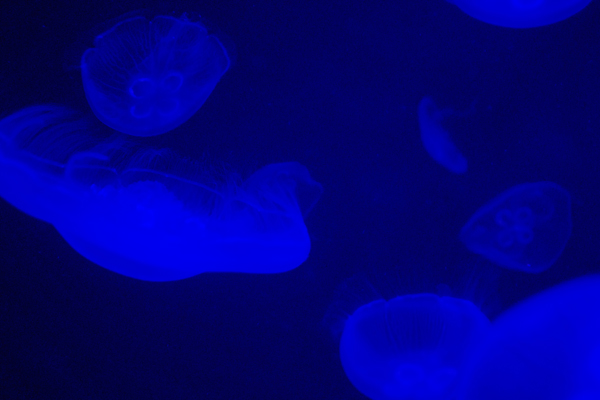 c0090139_8221232.jpg
