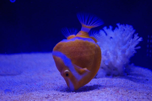 すみだ水族館_c0090139_8221541.jpg