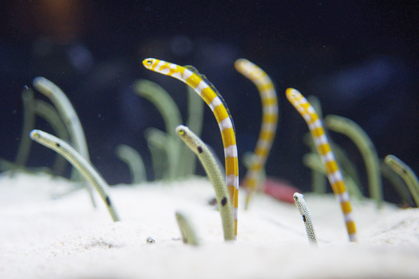 すみだ水族館_c0090139_8223569.jpg