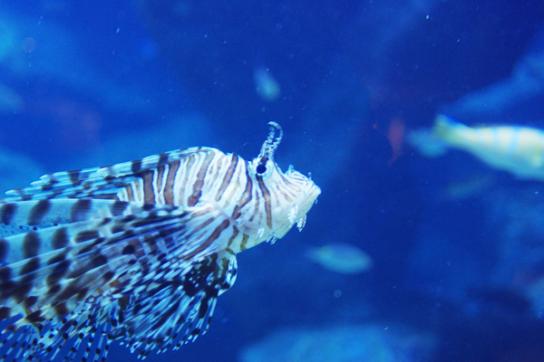 すみだ水族館_c0090139_8224623.jpg