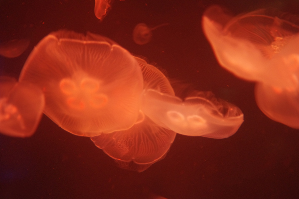 すみだ水族館_c0090139_822867.jpg