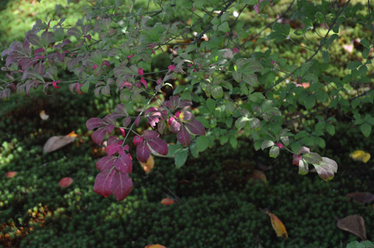 c0093046_1419414.jpg