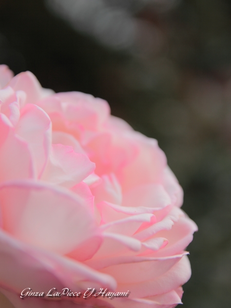 花のある風景　日比谷公園の花　薔薇のエッジ_b0133053_0122270.jpg