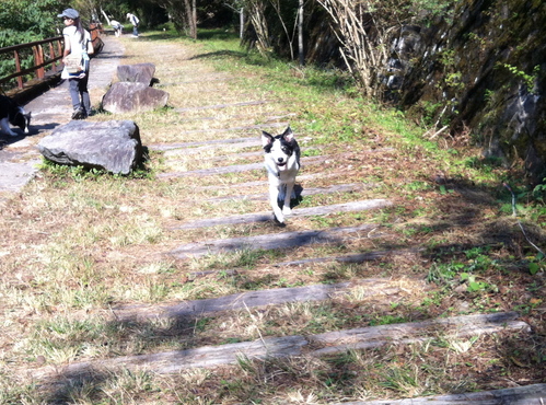 生瀬〜武田尾廃線跡ハイキング_d0273454_23131948.jpg