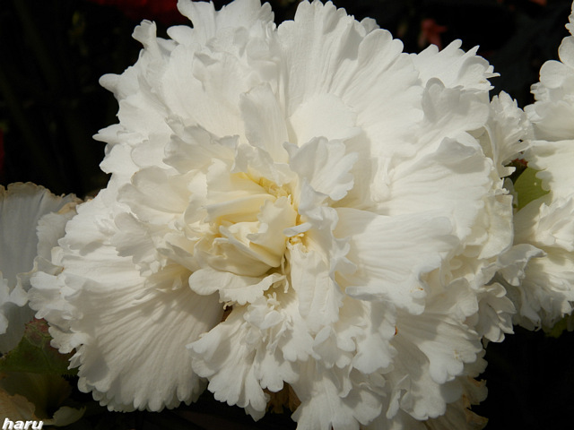 a0275965_1231214.jpg