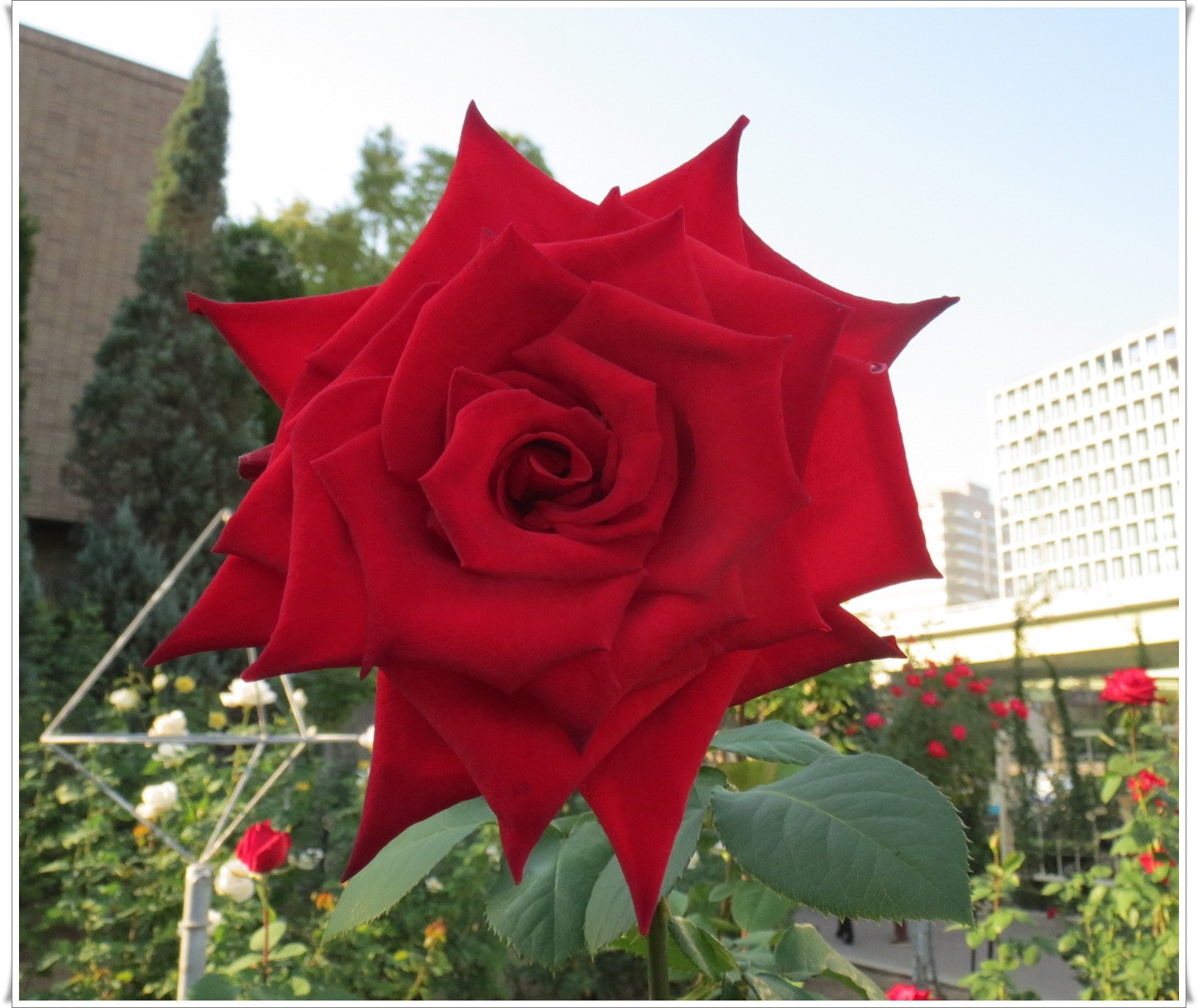 a0052666_9431767.jpg