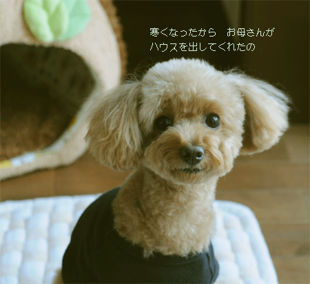 c0196673_16202569.gif