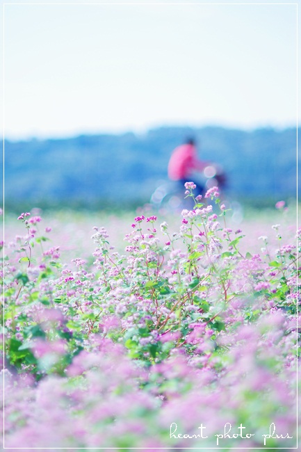 日帰り写真旅～in益子～ソバの花畑_a0265376_2017342.jpg