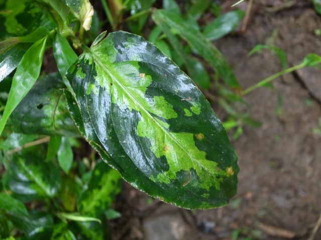 Aglaonema pictum\"Padang Campur\"【AZ1012-10】_a0067578_6344434.jpg