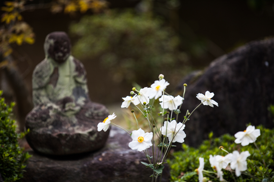 秋明菊！　～善峰寺～_b0128581_19585861.jpg