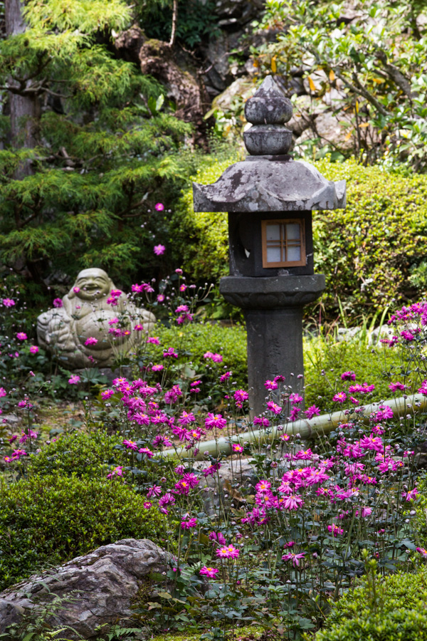 秋明菊！　～善峰寺～_b0128581_2003079.jpg