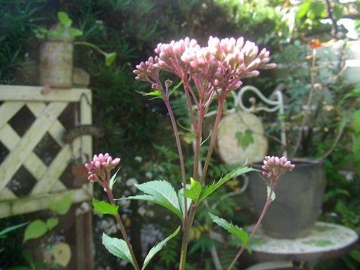 b0096584_18273371.jpg
