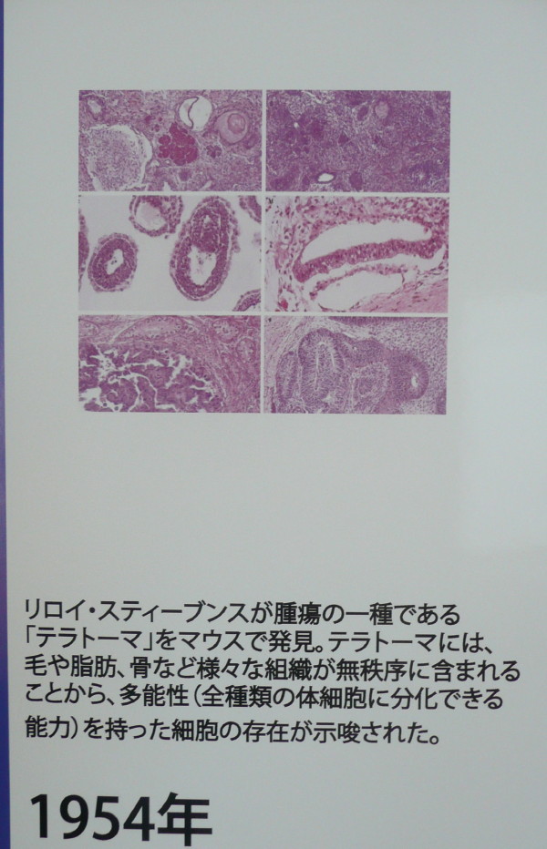ES細胞、iPS細胞関連技術の開発の歴史（理研神戸研究所パネル展示より）_b0118987_5195937.jpg