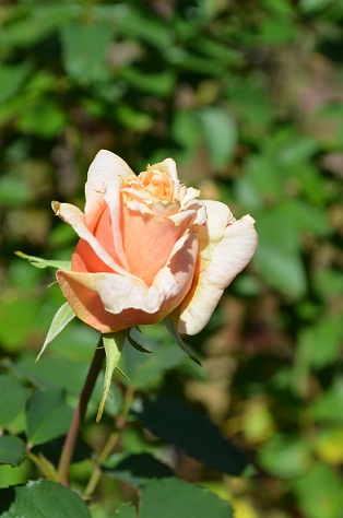 d0099791_1713264.jpg