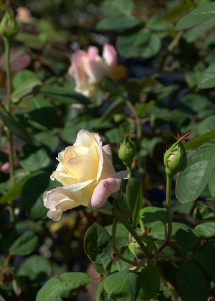 d0099791_17391792.jpg