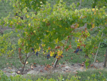 e0056094_9502380.jpg