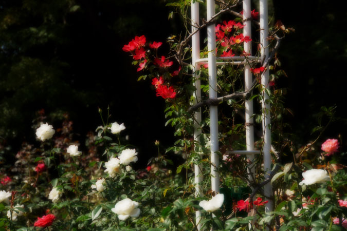 a0263109_10492911.jpg