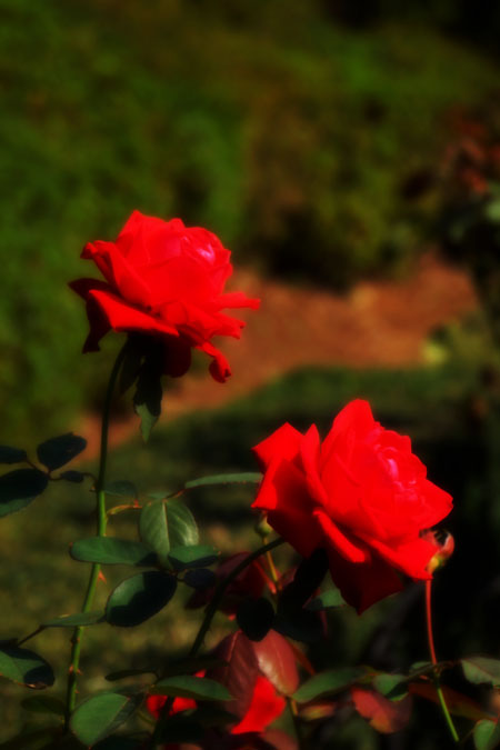 a0263109_10493486.jpg