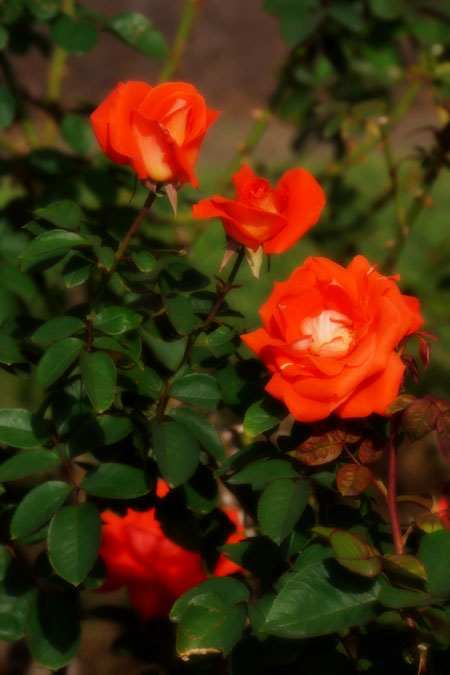 a0263109_1050016.jpg