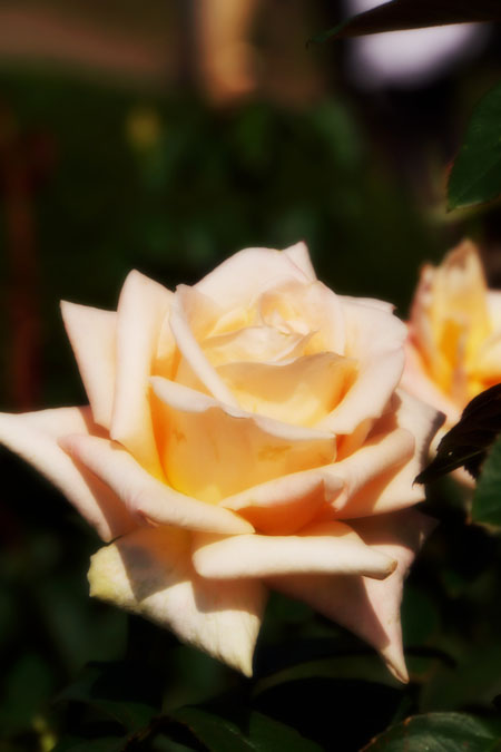 a0263109_10502811.jpg