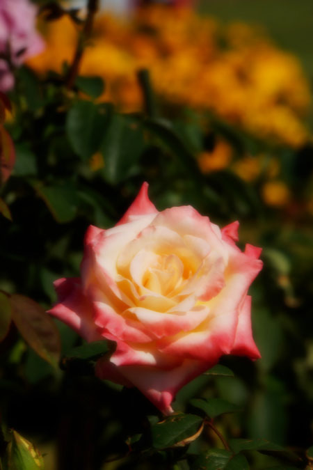 a0263109_10503217.jpg