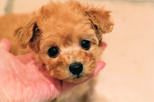 ♡new puppy♡_d0060413_1622110.jpg