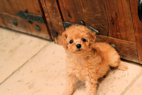 ♡new puppy♡_d0060413_1622812.jpg