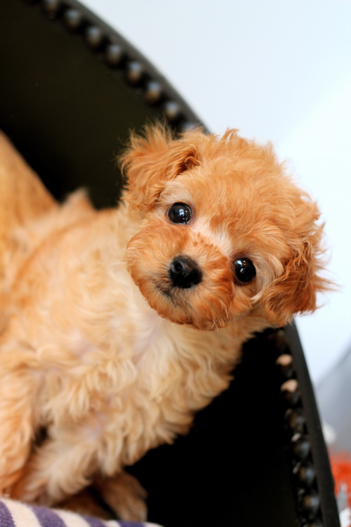♡new puppy♡_d0060413_1623489.jpg