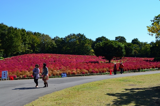 10,000株のコキア_a0134114_2043528.jpg