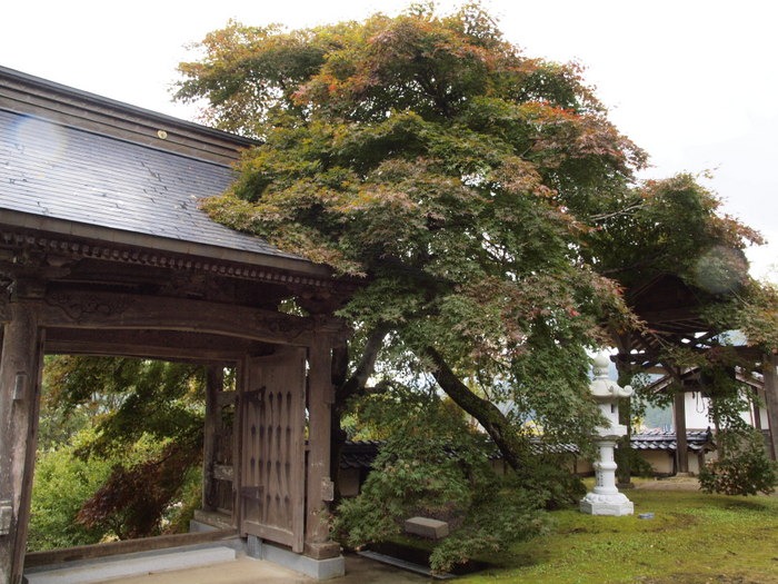 教龍寺のもみじいろいろ_c0116915_039229.jpg
