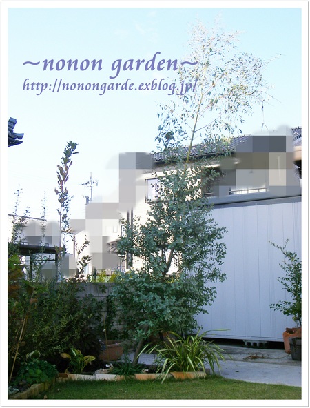 ユーカリ グニー Nonon Garden