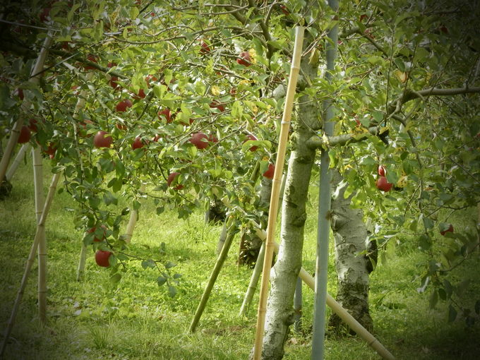 2012,秋「しもせりんご村」へ~☆_a0125419_107977.jpg