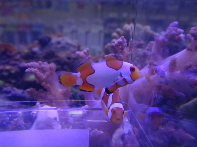 121024 海水魚・サンゴ・水草・金魚_f0189122_12513624.jpg
