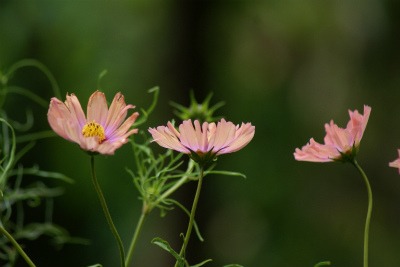 コスモスと薔薇キャンドルライト_f0170524_1313744.jpg