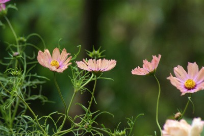 コスモスと薔薇キャンドルライト_f0170524_1322447.jpg