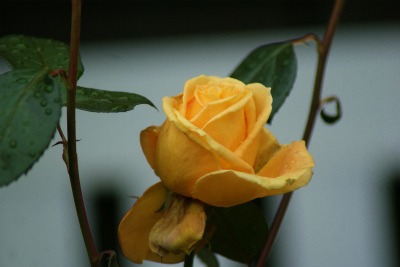 f0170524_1334239.jpg