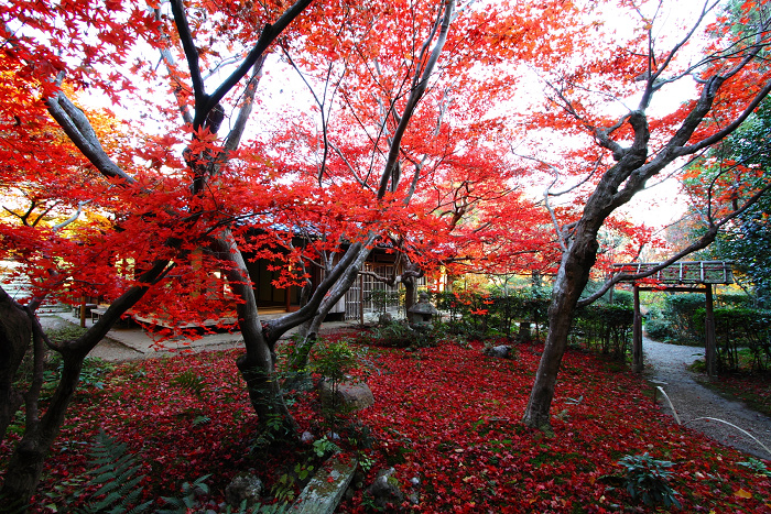 紅葉の嵯峨野巡り －厭離庵－_b0169330_2359813.jpg