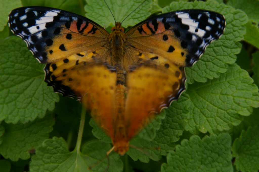 f0043750_20103579.jpg