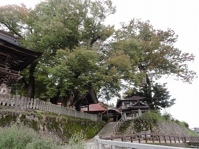 毘沙門様の欅が色づきました_a0084753_15415696.jpg