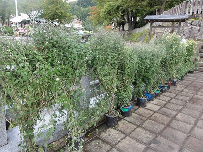 毘沙門様の欅が色づきました_a0084753_15421054.jpg