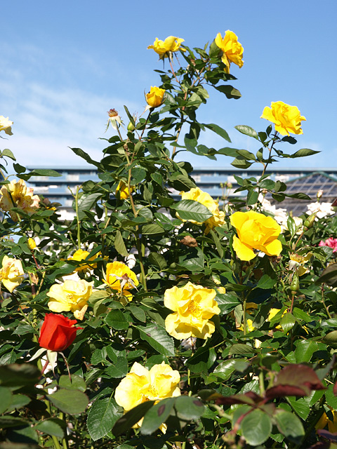 b0006870_21533784.jpg