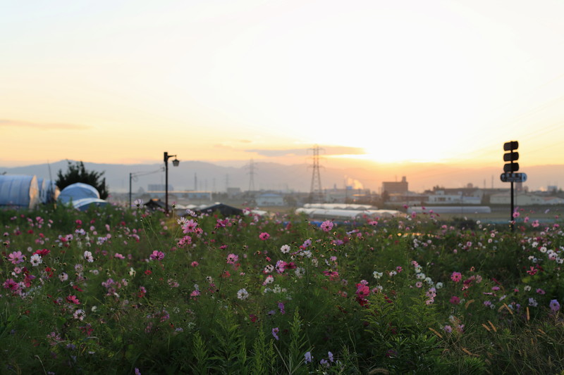 秋之桜＠法起寺_e0202272_9162459.jpg