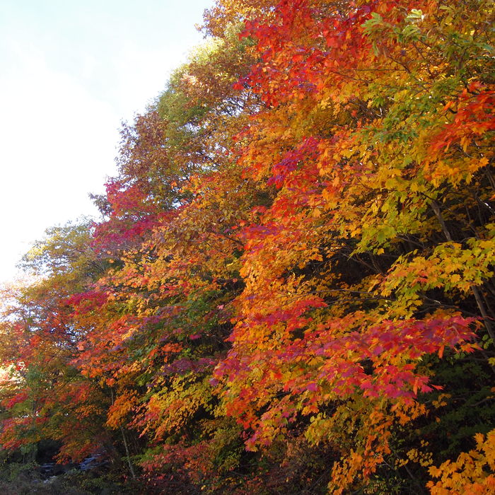 大門街道の紅葉_a0104074_22332689.jpg