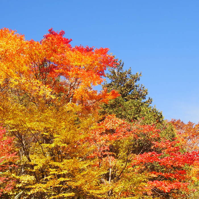 大門街道の紅葉_a0104074_22364393.jpg